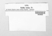 Exidia recisa image